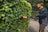STIHL HLA 66 Cordless Long-Reach Hedge Trimmer Tool Only - Blade Length 50 cm / 20" image 5