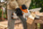 STIHL GTA 30 Pruner Kit image 4