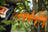 STIHL HSA 130 R Cordless Hedge Trimmer Tool Only - Blade Length 60 cm / 24" image 5