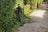 STIHL HSA 130 R Cordless Hedge Trimmer Tool Only - Blade Length 60 cm / 24" image 3